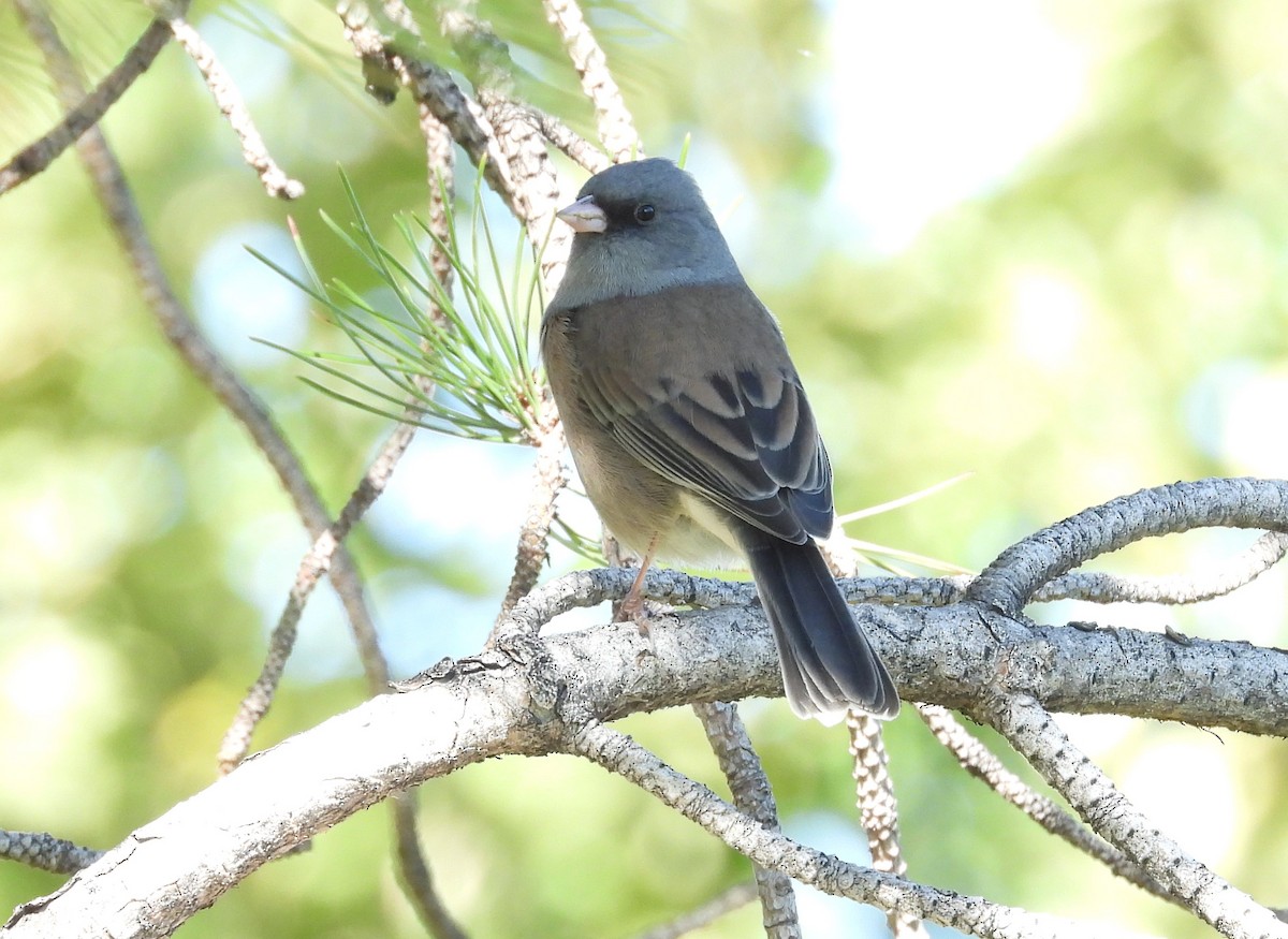 Dark-eyed Junco - ML610339456