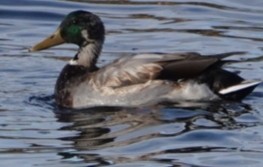 Mallard - ML610339522