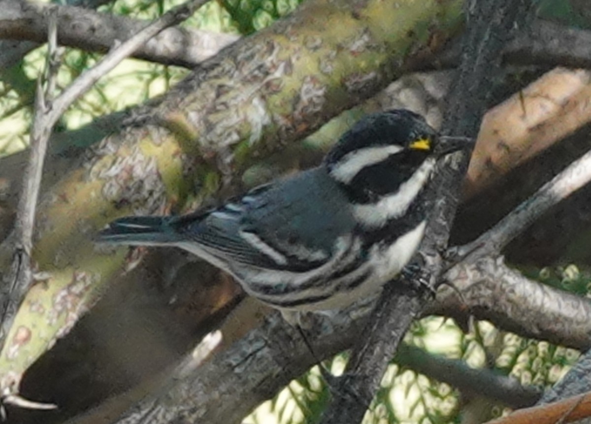 Black-throated Gray Warbler - ML610339527