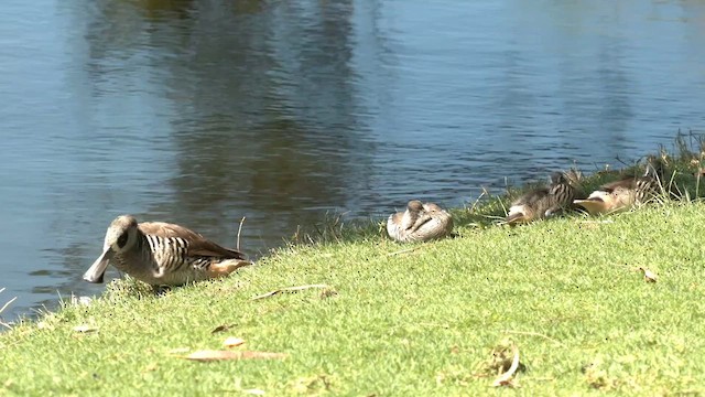 Pink-eared Duck - ML610339549