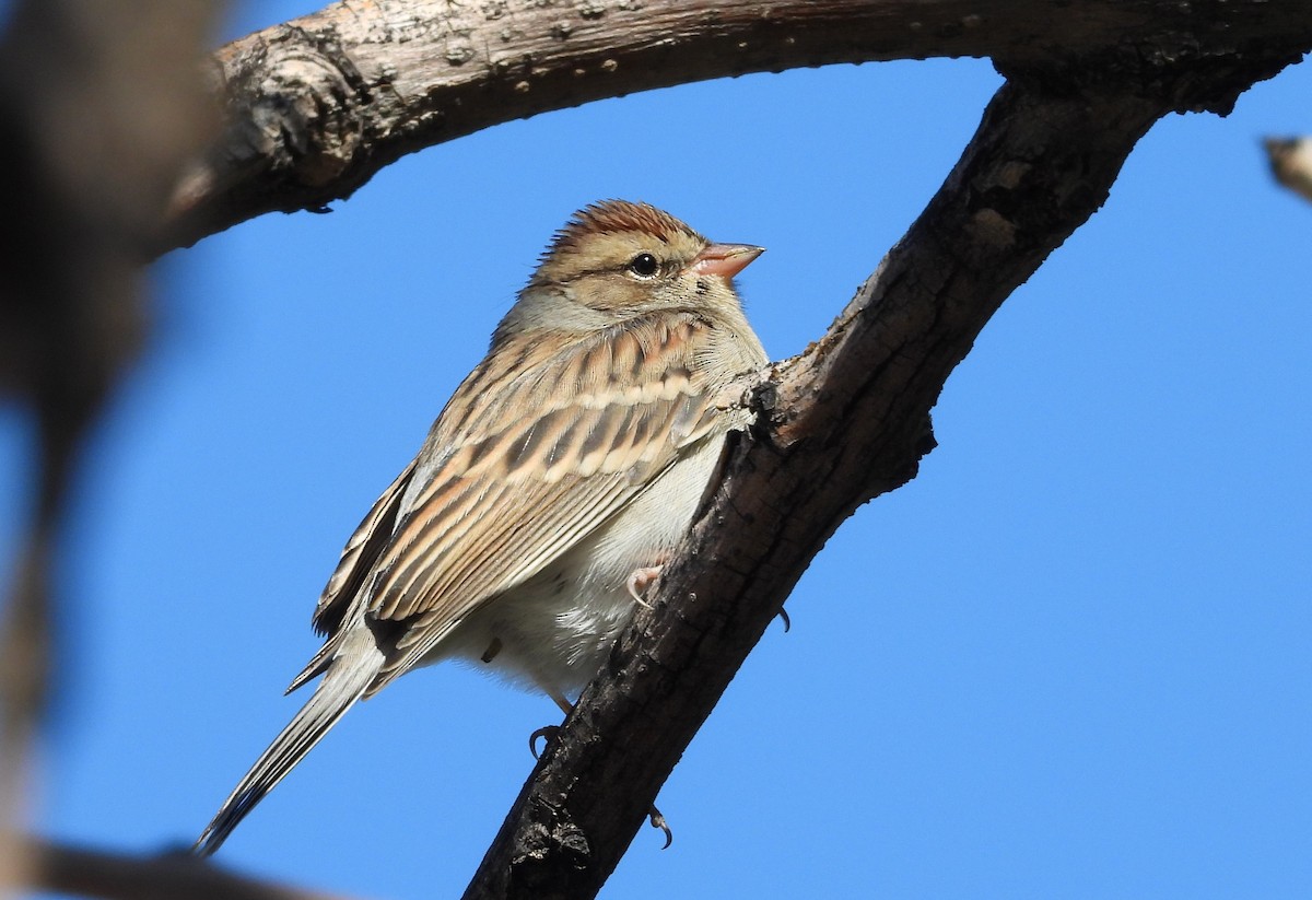 Chipping Sparrow - ML610339569