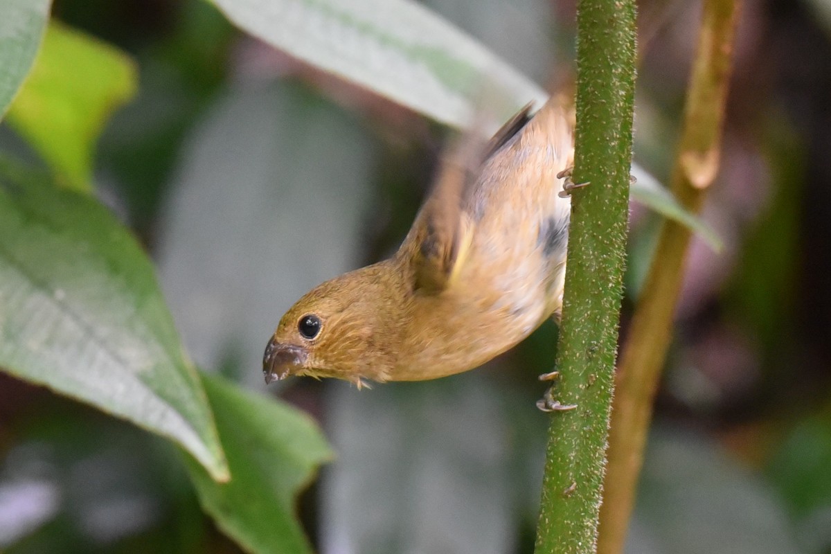 Temminck's Seedeater - ML610339626