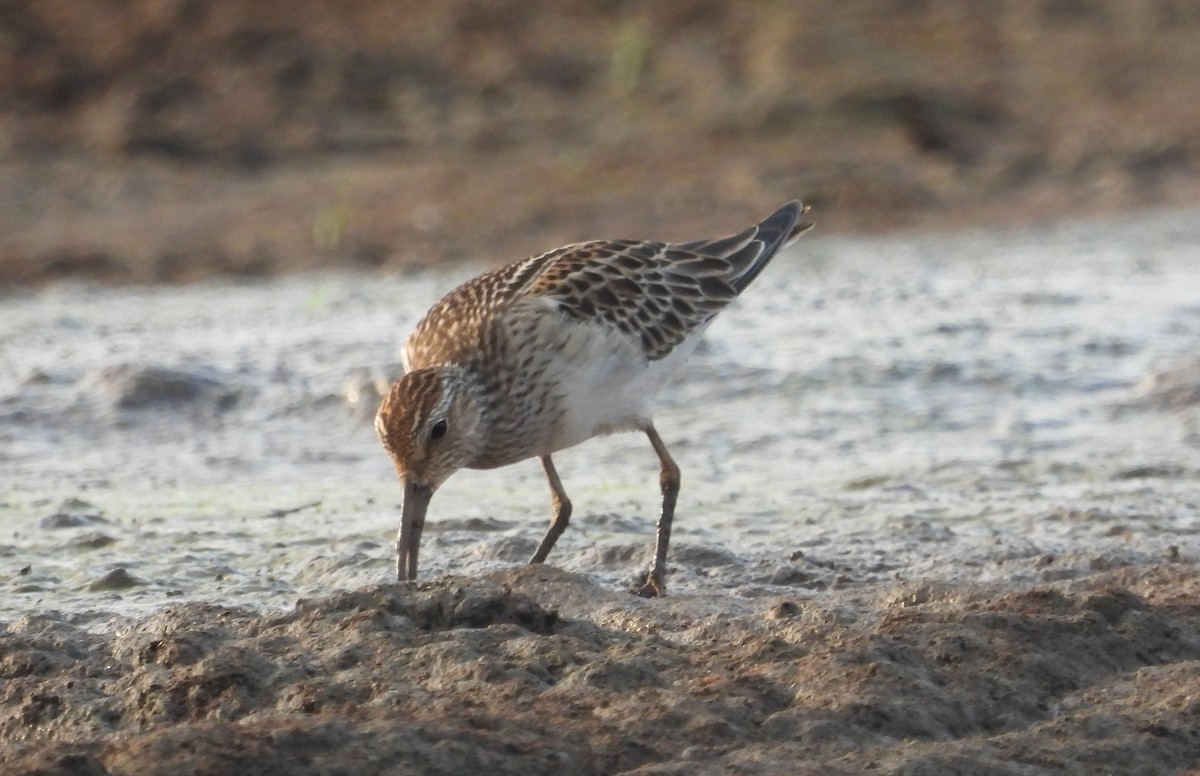 Pectoral Sandpiper - ML610339628