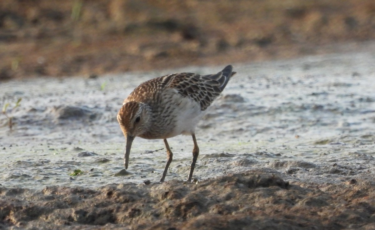 Pectoral Sandpiper - ML610339631