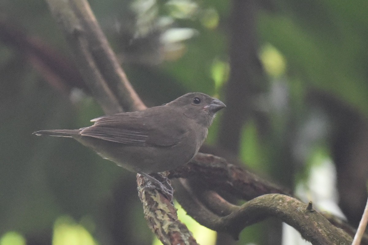 Sooty Grassquit - ML610339648