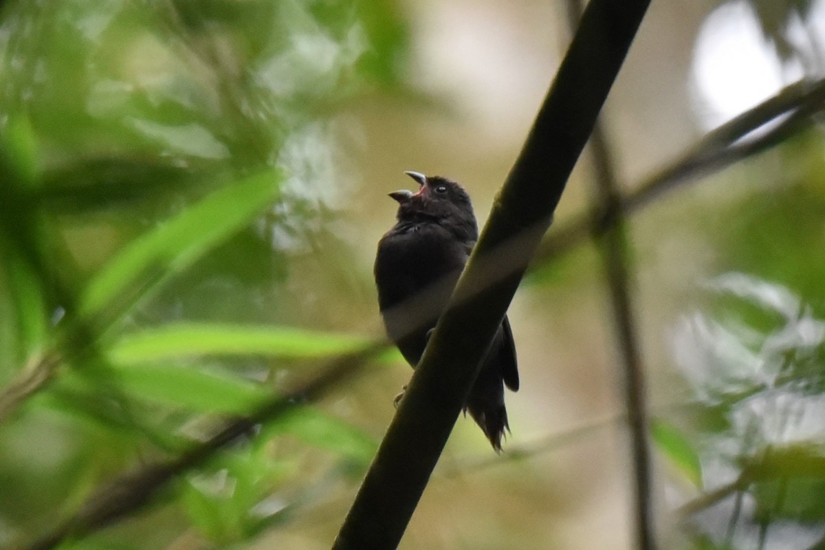 Sooty Grassquit - ML610339658