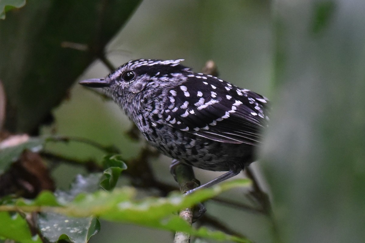 Scaled Antbird - ML610339700