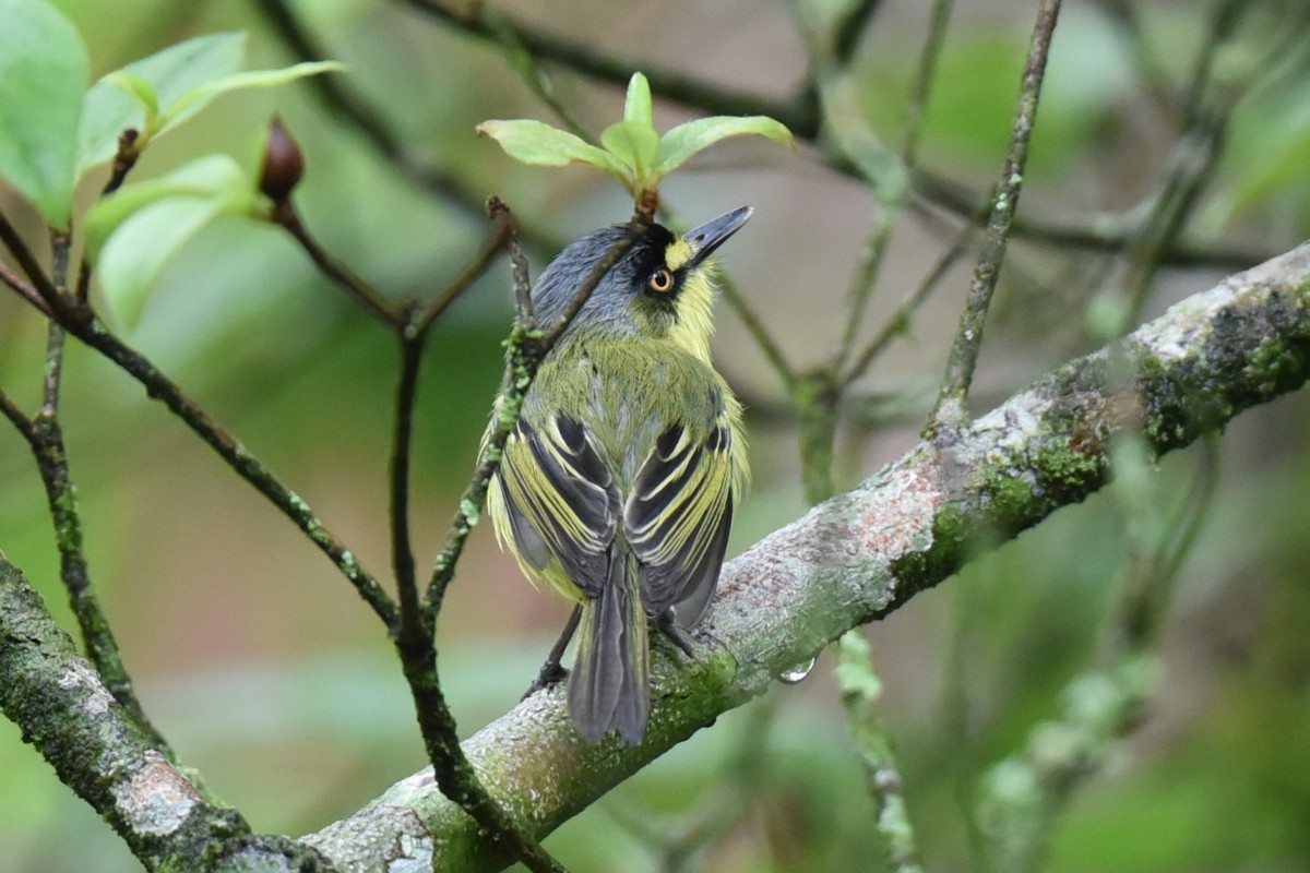 Gray-headed Tody-Flycatcher - ML610339799