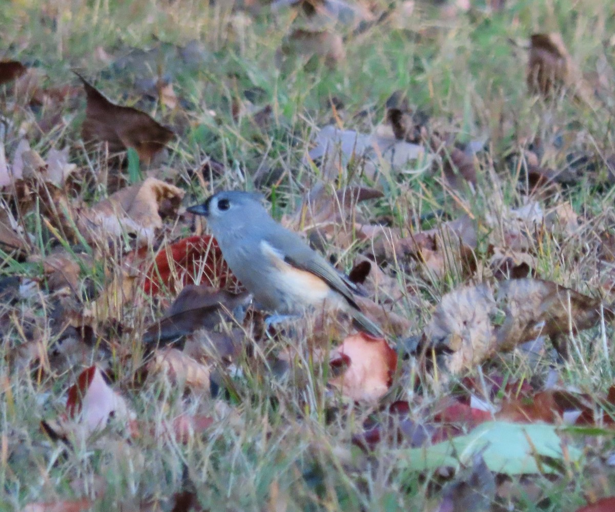 Tufted Titmouse - Kim Springer