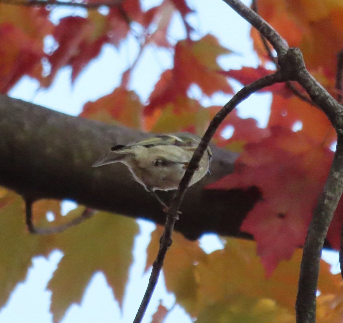 Golden-crowned Kinglet - ML610339844