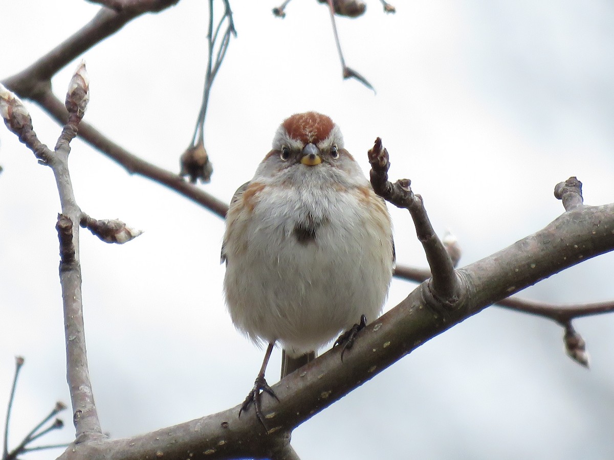American Tree Sparrow - ML610339882