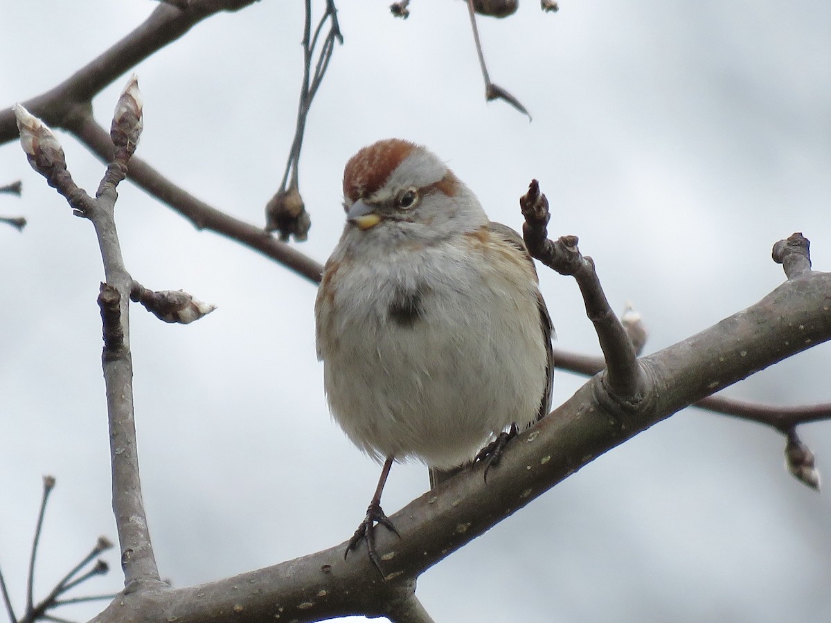 American Tree Sparrow - ML610339884