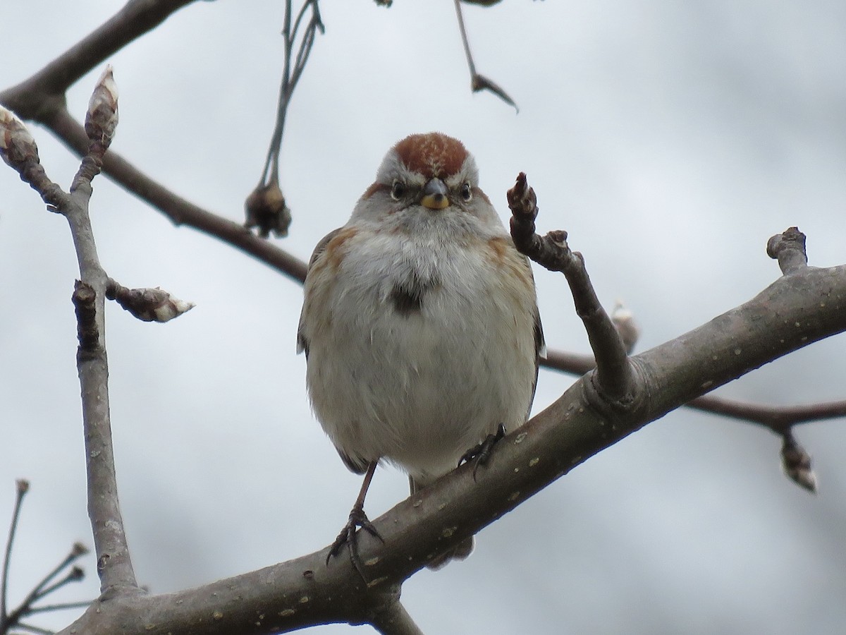 American Tree Sparrow - ML610339889