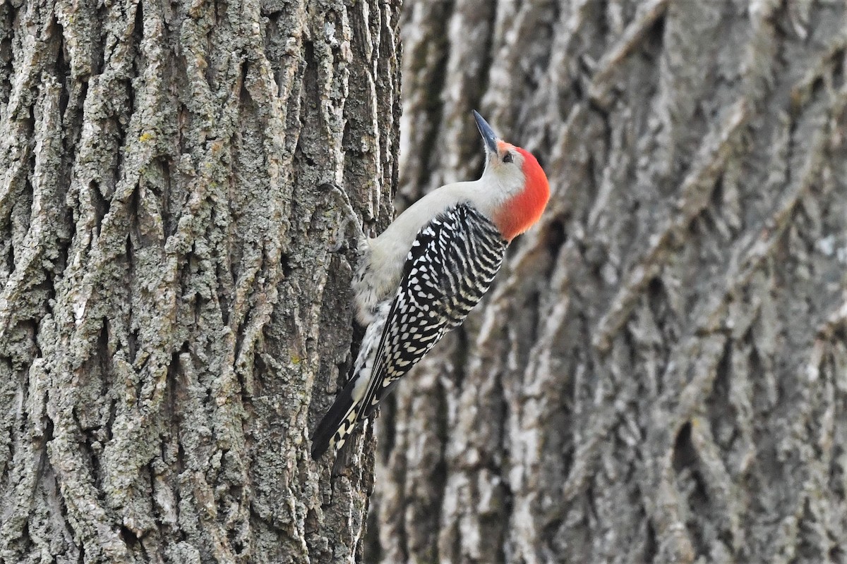 Red-bellied Woodpecker - ML610339954
