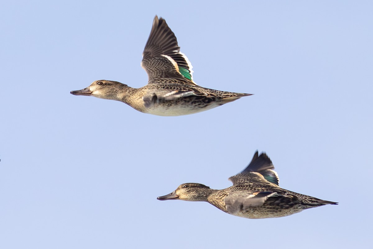 Green-winged Teal - ML610339962