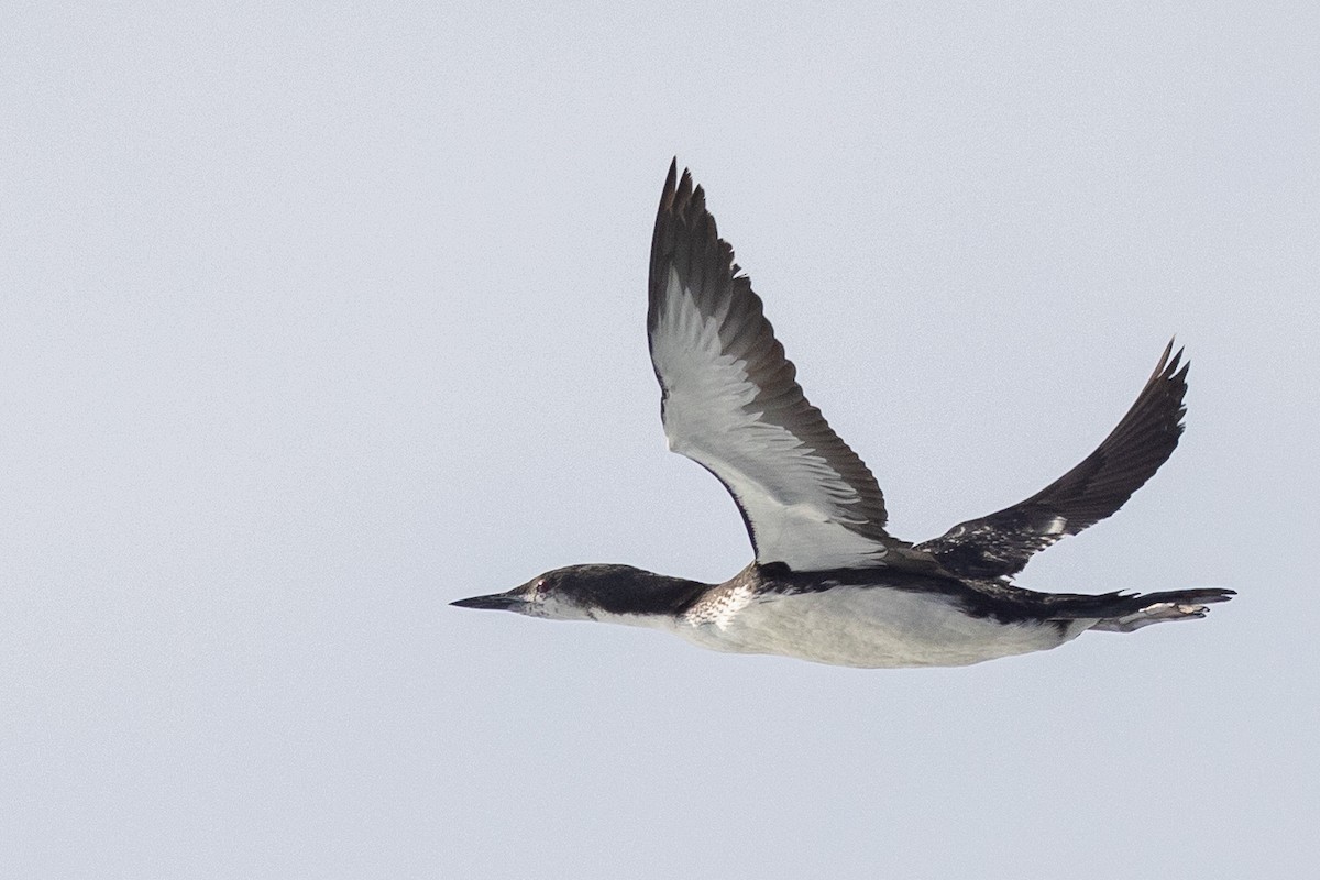 Pacific Loon - ML610339982