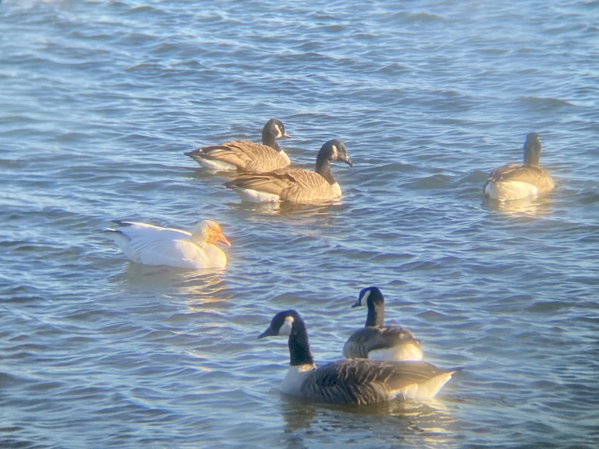 Canada Goose - ML610339984