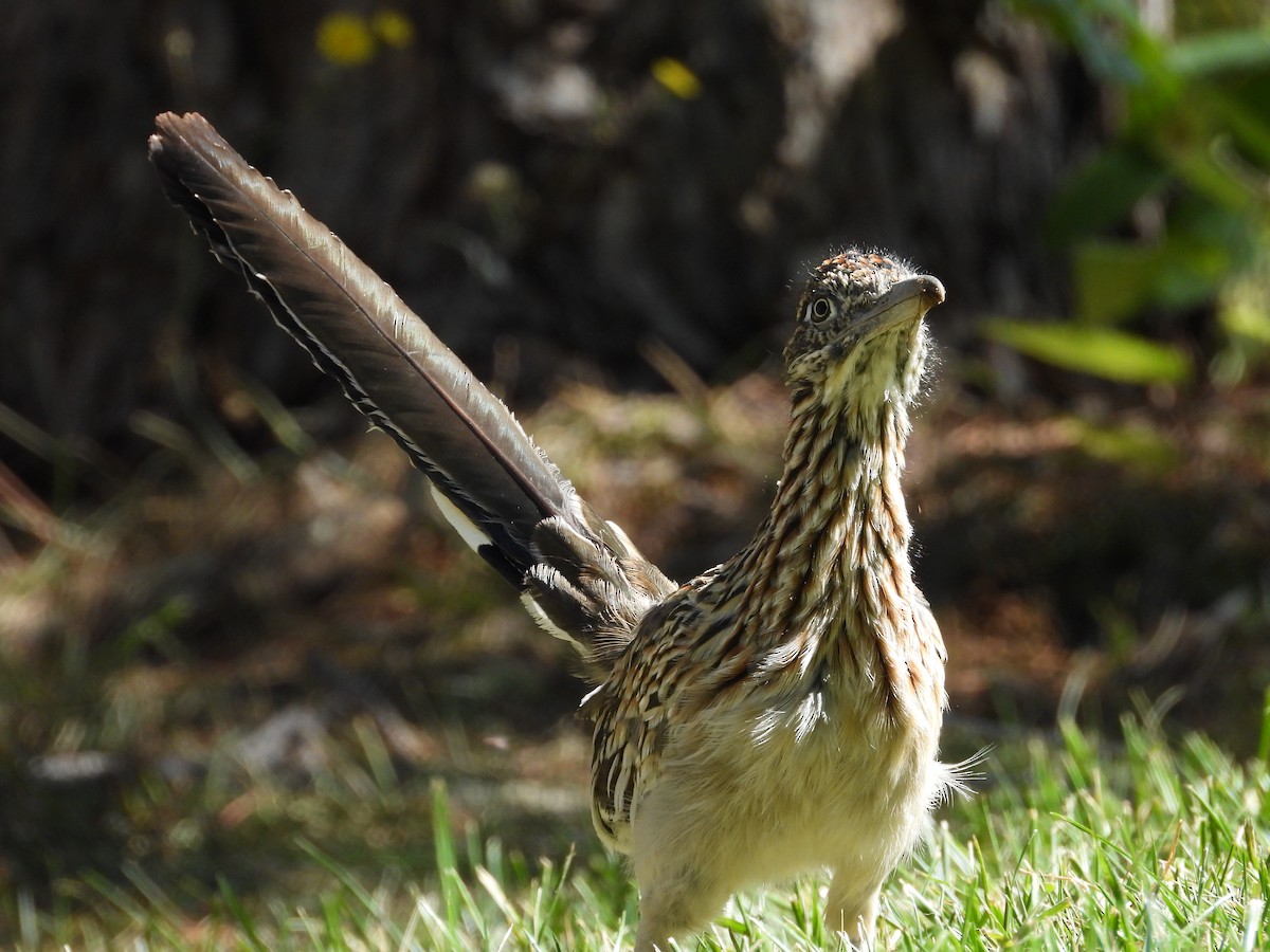 Greater Roadrunner - ML610340053