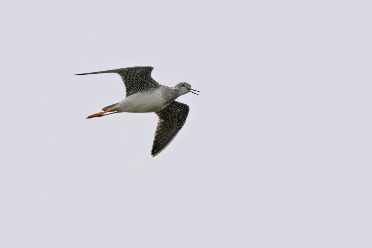 Greater Yellowlegs - ML610340056