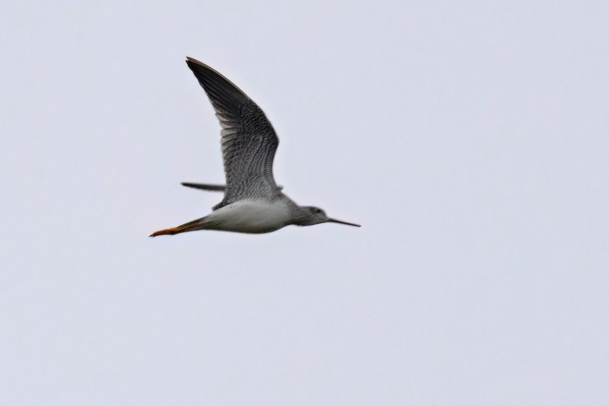 Greater Yellowlegs - Sue Barth