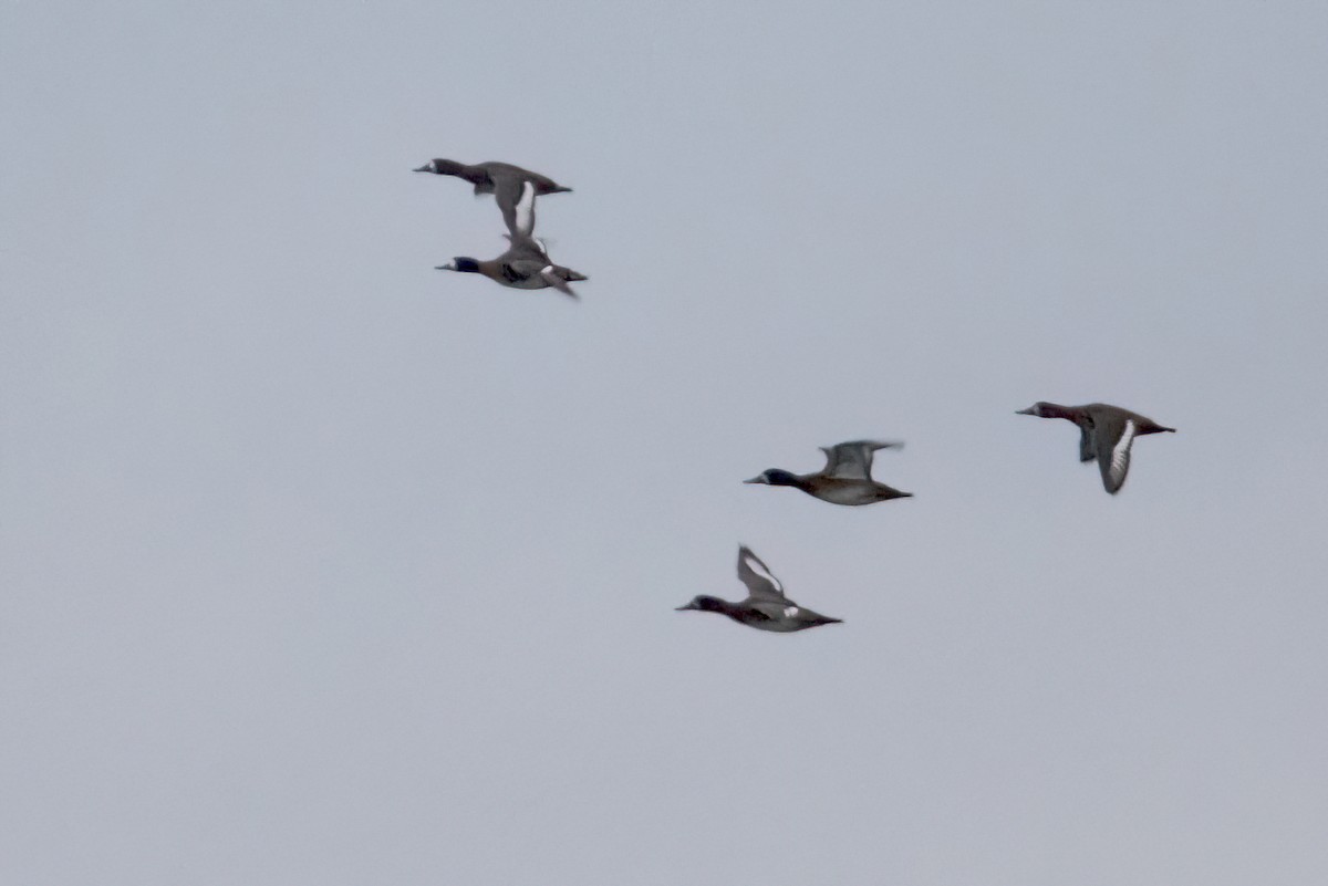 Greater Scaup - ML610340067