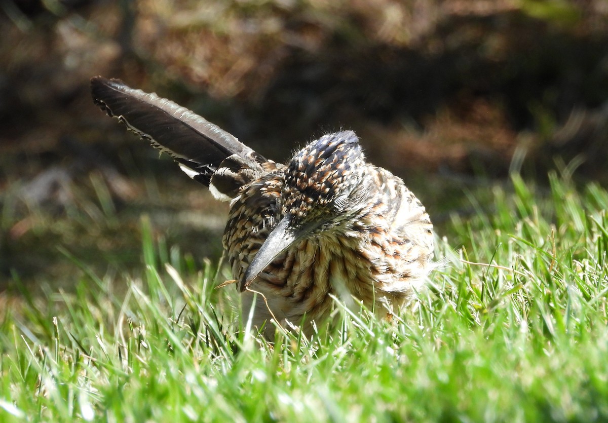 Greater Roadrunner - ML610340084