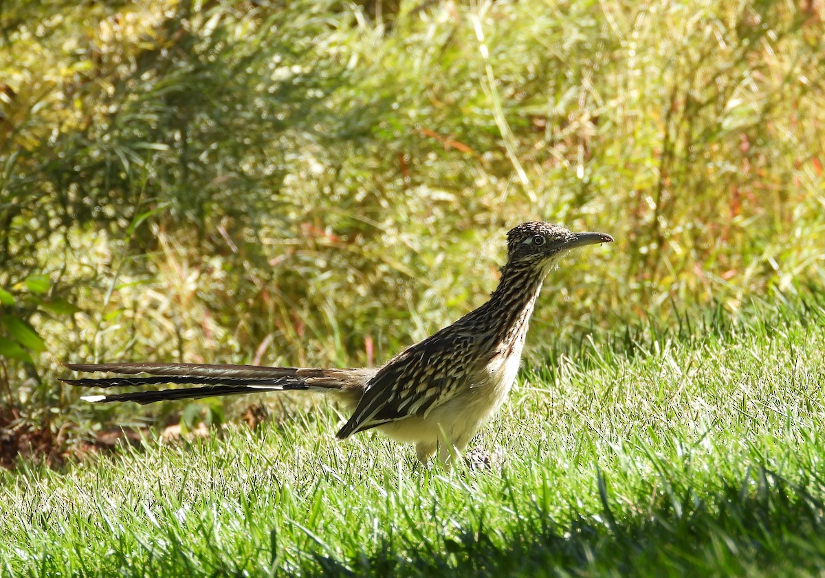 Greater Roadrunner - ML610340128