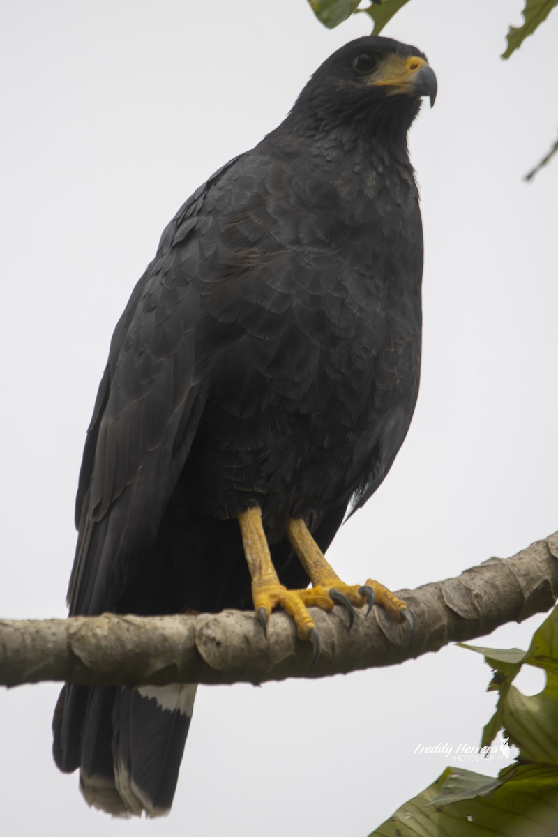 Common Black Hawk - ML610340134