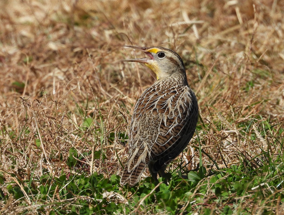 Western Meadowlark - ML610340163