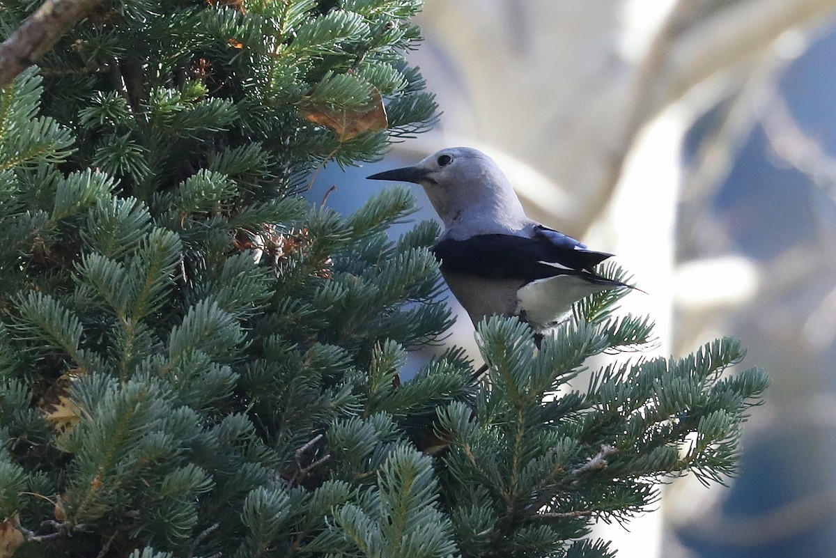 Clark's Nutcracker - ML610340176