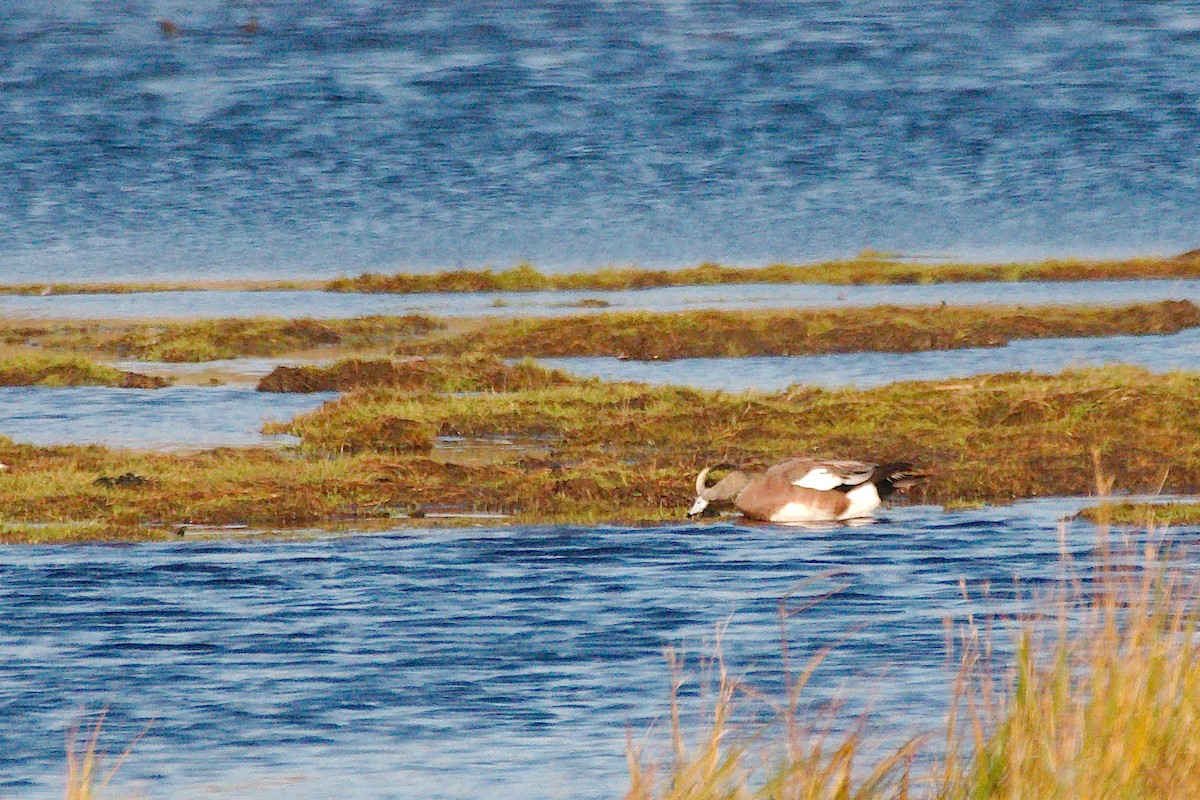 American Wigeon - ML610340190