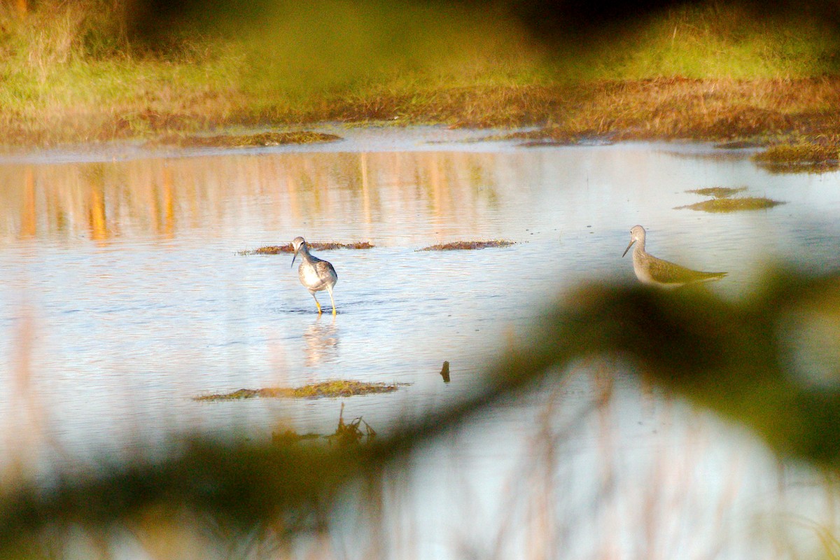 Greater Yellowlegs - Rick Beaudon