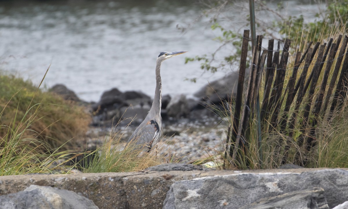 Great Blue Heron - ML610340226