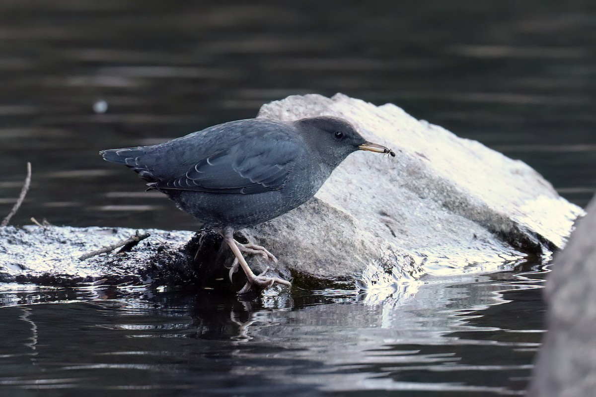 American Dipper - James Rieman