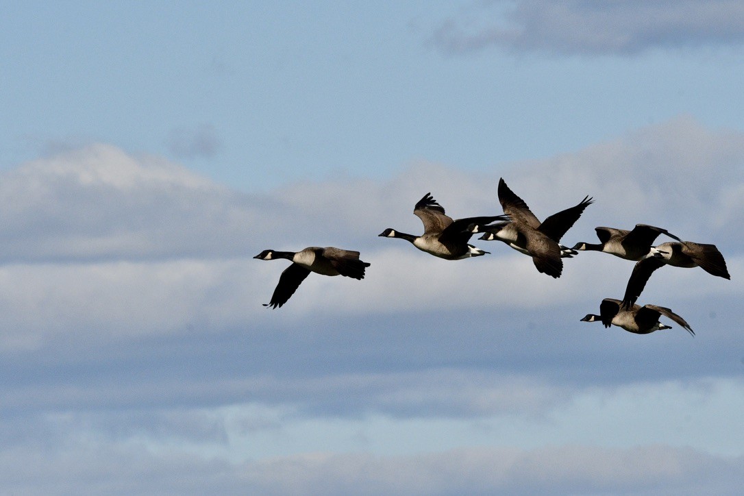 Canada Goose - ML610340239