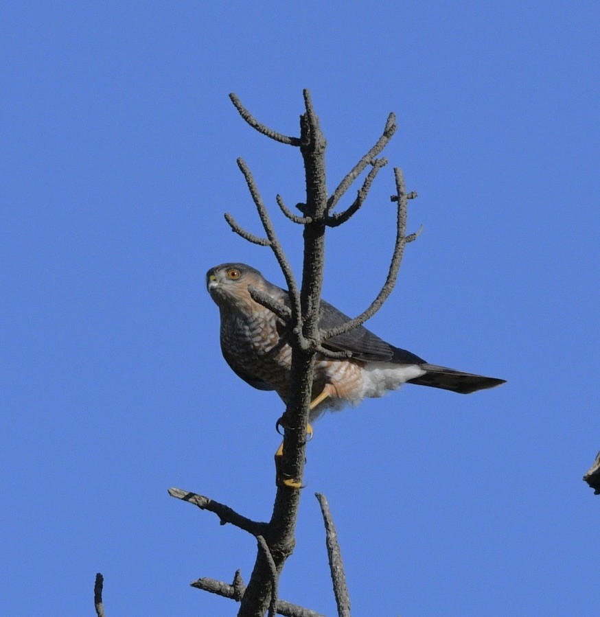 Sharp-shinned Hawk - Terri Needham