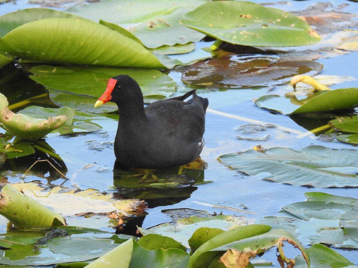 Common Gallinule - ML610340407
