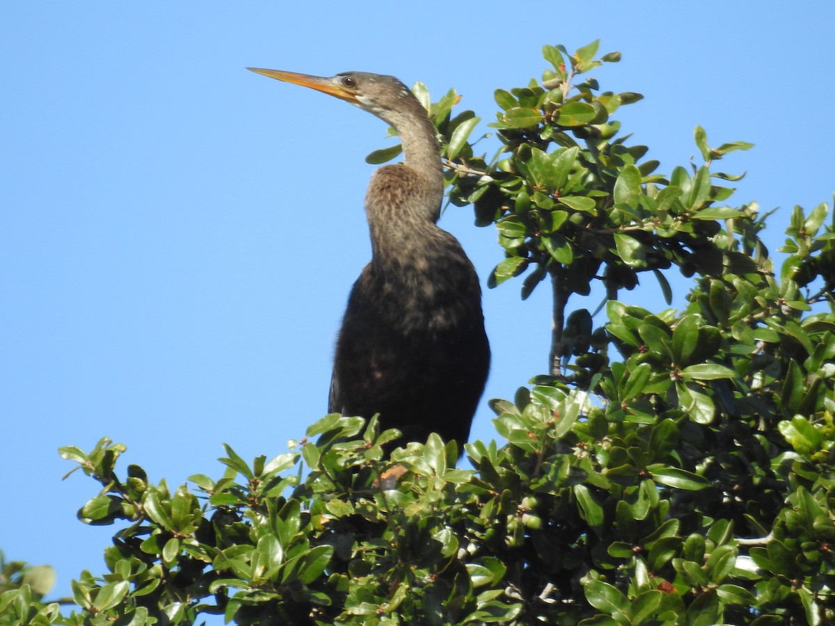 Anhinga - ML610340415
