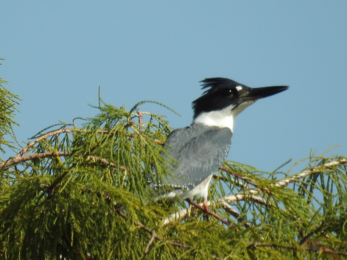 Belted Kingfisher - ML610340428