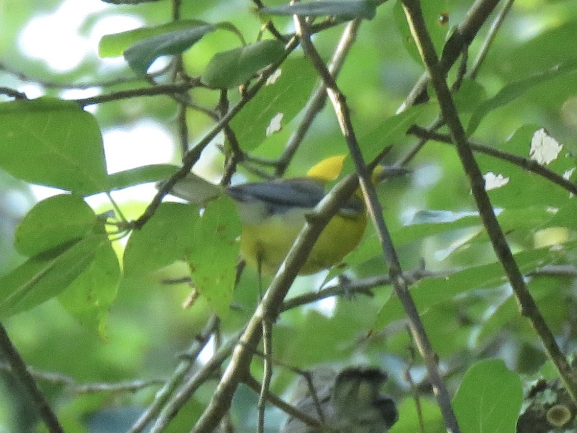 Prothonotary Warbler - ML610340429