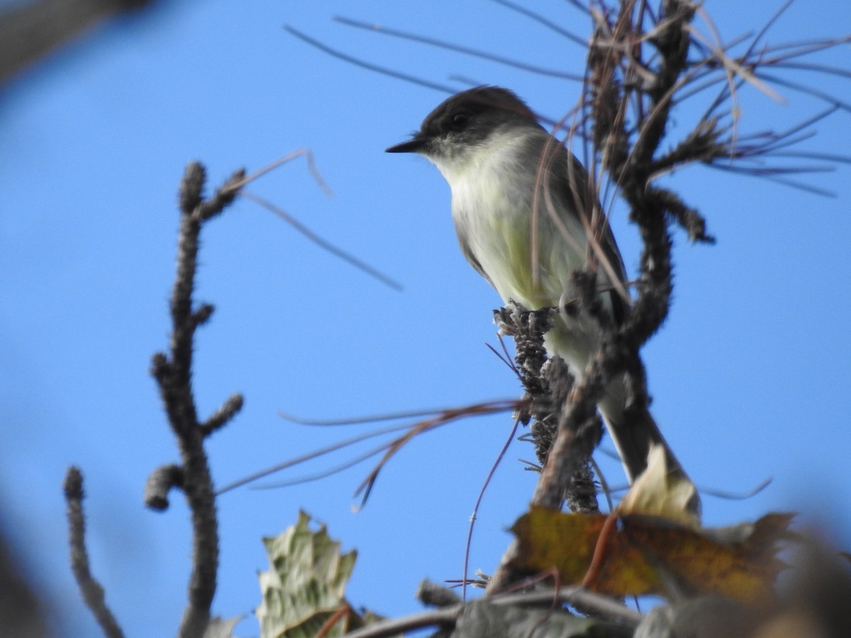 Eastern Phoebe - ML610340433
