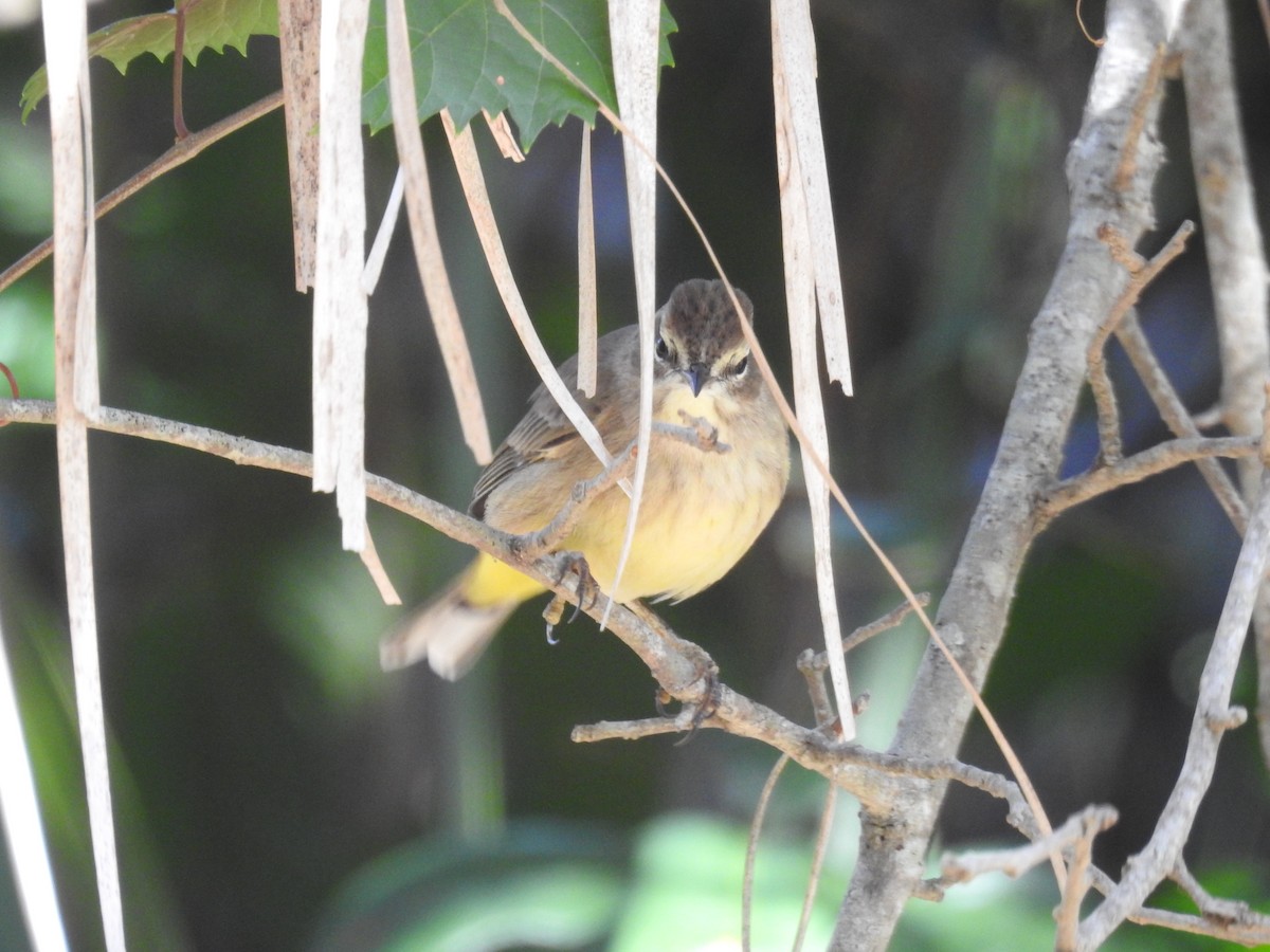 Palm Warbler - ML610340448