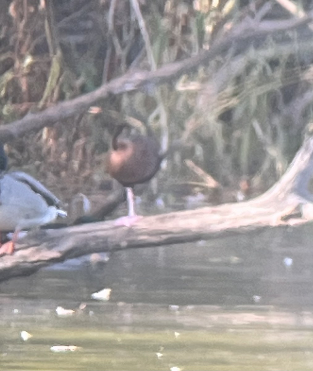 Black-bellied Whistling-Duck - ML610340455