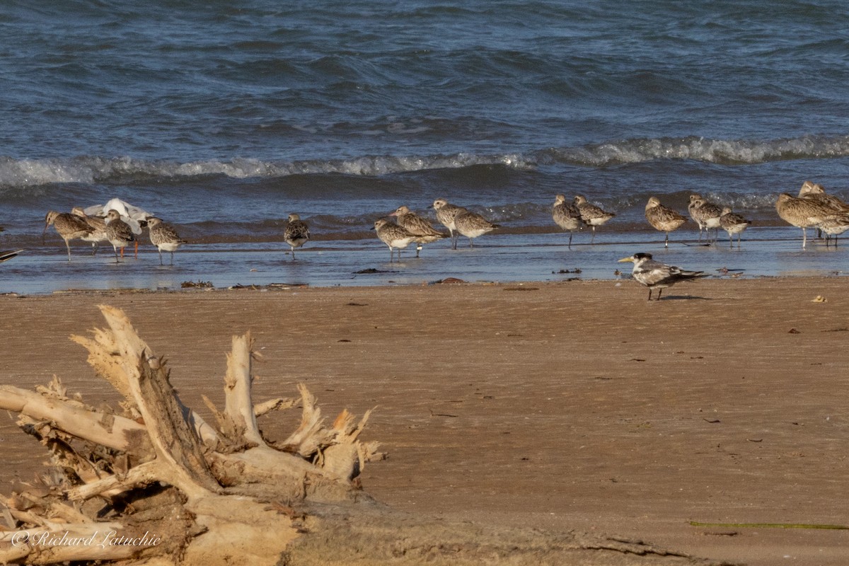 Great Crested Tern - ML610340480