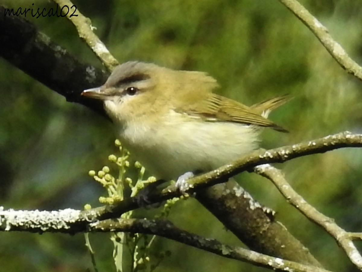 Red-eyed Vireo - ML610340506