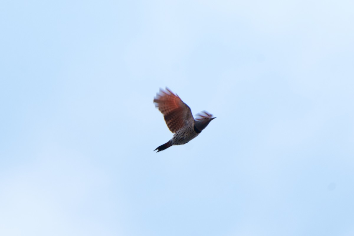 Northern Flicker (Red-shafted) - Taylor Zeglam