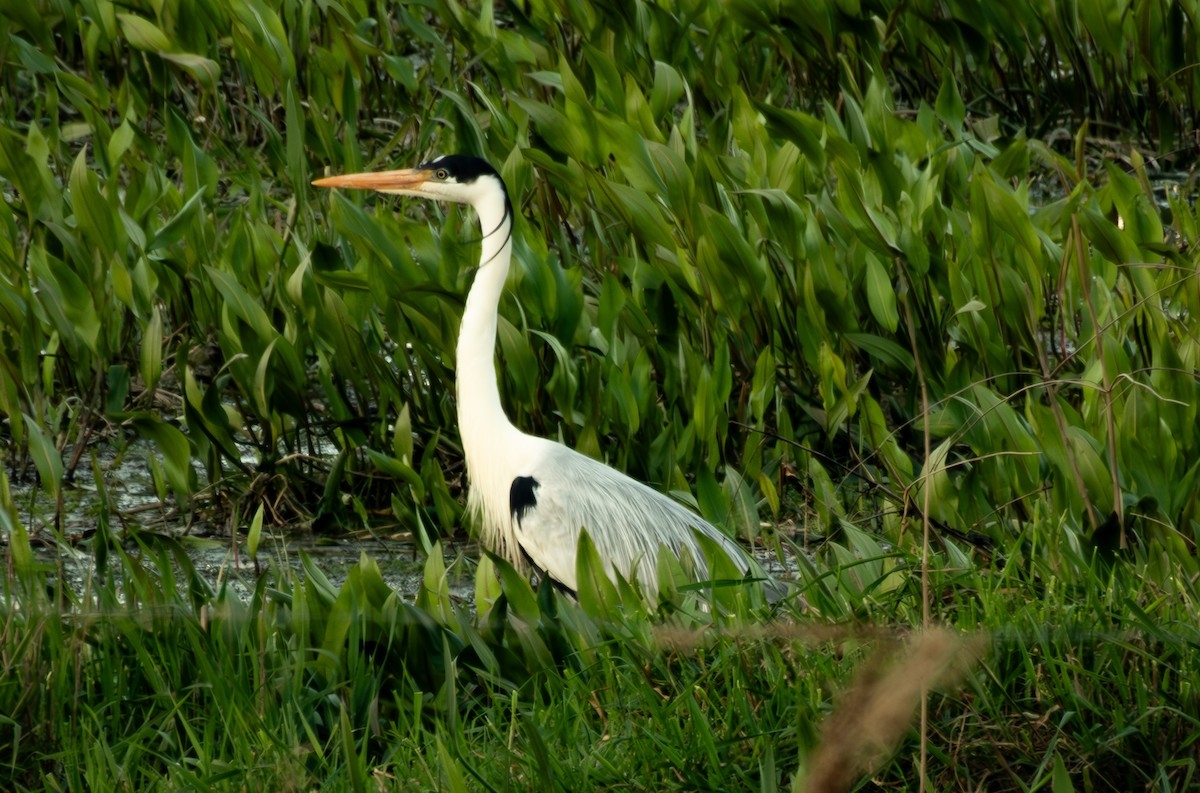 Cocoi Heron - Felipe Silva Guzmán