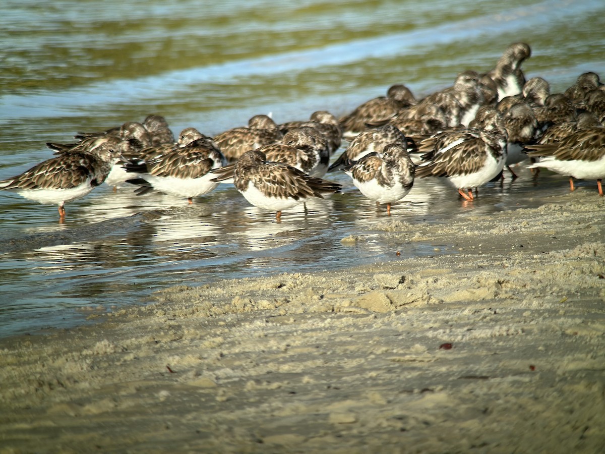 Ruddy Turnstone - ML610340646