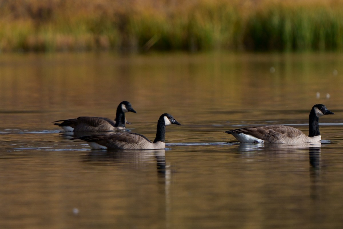 Canada Goose - ML610340666