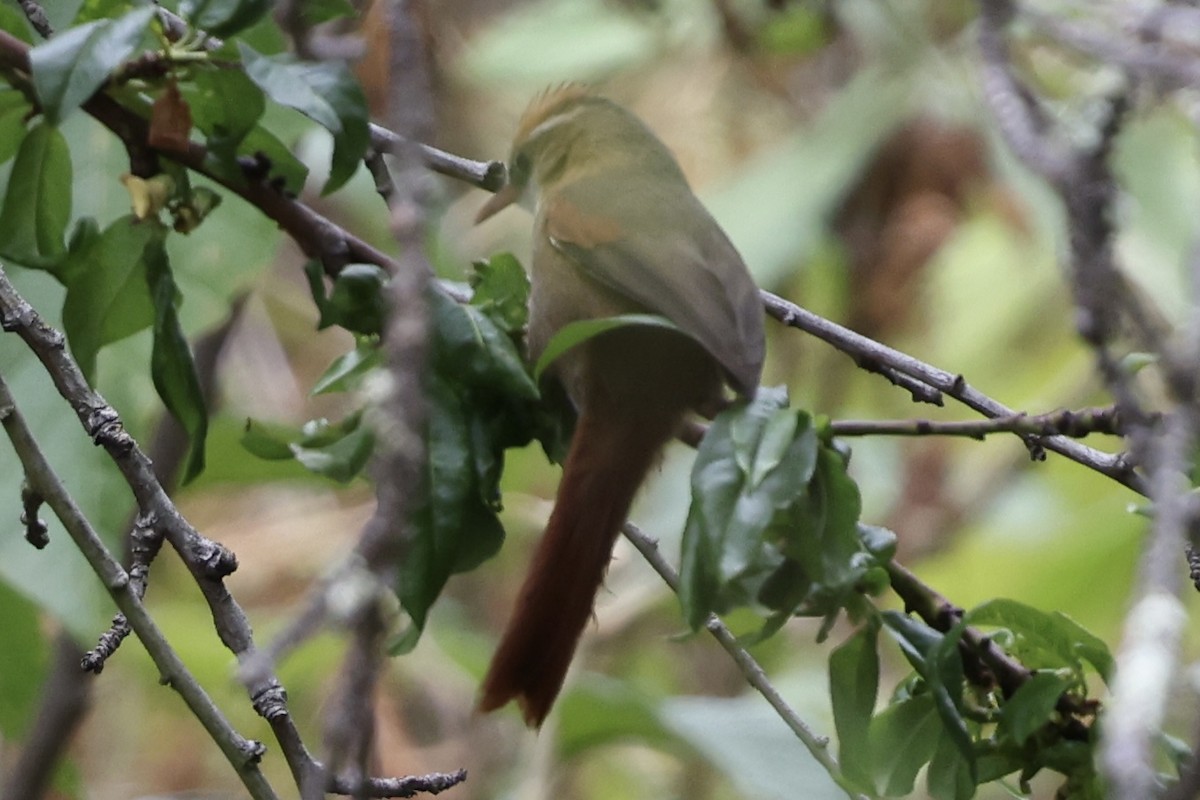 Marcapata Spinetail - ML610340676